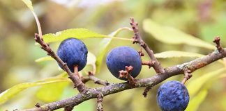 Investigadora USS estudia beneficios del calafate en mujeres en menopausia