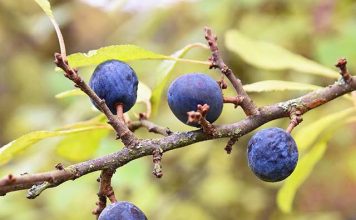 Investigadora USS estudia beneficios del calafate en mujeres en menopausia Investigadora USS estudia beneficios del calafate en mujeres en menopausia