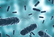 Académicas indagarán efecto renal por helicobacter pylori