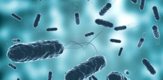 Académicas indagarán efecto renal por helicobacter pylori