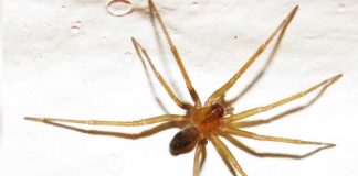 Araña de rincón: claves para prevenir una mordedura y actuar a tiempo