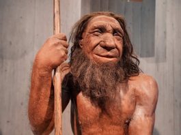 Científicos chilenos descubren un rasgo poco conocido sobre los neandertales Científicos chilenos descubren un rasgo poco conocido sobre los neandertales