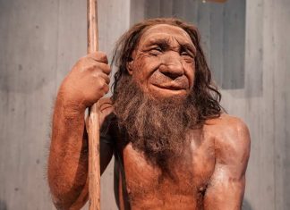 Científicos chilenos descubren un rasgo poco conocido sobre los neandertales