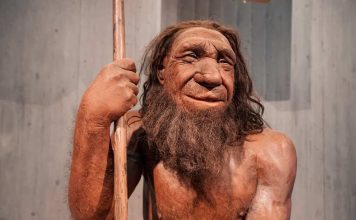 Científicos chilenos descubren un rasgo poco conocido sobre los neandertales