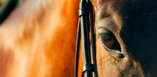 Colegio Médico Veterinario entrega recomendaciones para el bienestar de los equinos