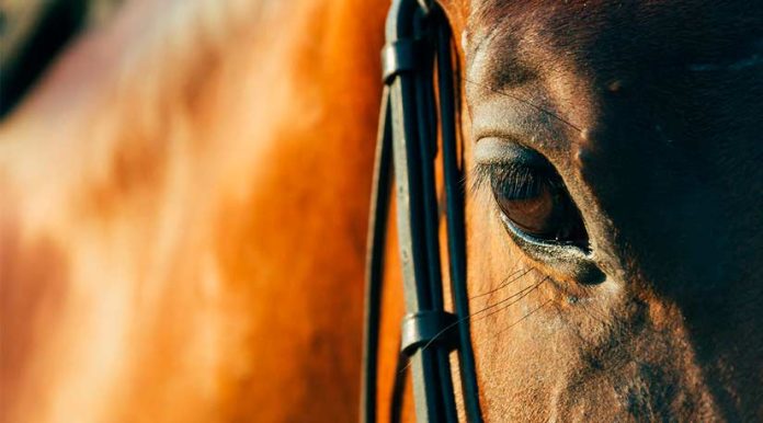 Colegio Médico Veterinario entrega recomendaciones para el bienestar de los equinos