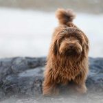 El efecto del calor en la salud de las mascotas: aumentan casos de dermatitis por pulgas El efecto del calor en la salud de las mascotas aumentan casos de dermatitis por pulgas