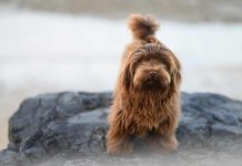 El efecto del calor en la salud de las mascotas: aumentan casos de dermatitis por pulgas El efecto del calor en la salud de las mascotas aumentan casos de dermatitis por pulgas