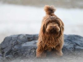 El efecto del calor en la salud de las mascotas aumentan casos de dermatitis por pulgas