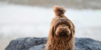 El efecto del calor en la salud de las mascotas aumentan casos de dermatitis por pulgas