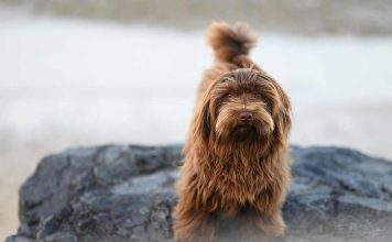 El efecto del calor en la salud de las mascotas: aumentan casos de dermatitis por pulgas El efecto del calor en la salud de las mascotas aumentan casos de dermatitis por pulgas