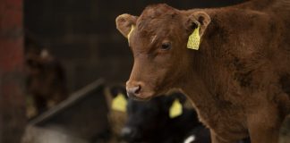 Primavera y control de parásitos: cómo proteger la salud del ganado