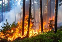 ¿Qué es la piromanía y cuáles son las señales de alerta para detectarla a tiempo?: esto dicen los expertos ¿Qué es la piromanía y cuáles son las señales de alerta para detectarla a tiempo?: esto dicen los expertos