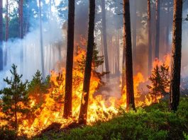 ¿Qué es la piromanía y cuáles son las señales de alerta para detectarla a tiempo?: esto dicen los expertos