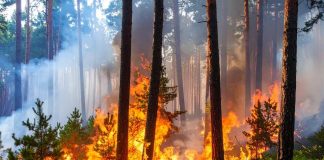 ¿Qué es la piromanía y cuáles son las señales de alerta para detectarla a tiempo?: esto dicen los expertos