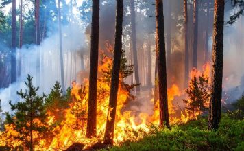 ¿Qué es la piromanía y cuáles son las señales de alerta para detectarla a tiempo?: esto dicen los expertos