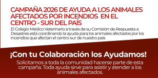 Colmevet activa donación por incendios en las Regiones de Ñuble y Biobío