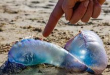 Contacto con la fragata portuguesa: cómo reconocer sus síntomas y cómo actuar ante una picadura Contacto con la fragata portuguesa: cómo reconocer sus síntomas y cómo actuar ante una picadura