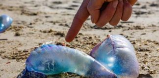 Contacto con la fragata portuguesa: cómo reconocer sus síntomas y cómo actuar ante una picadura 