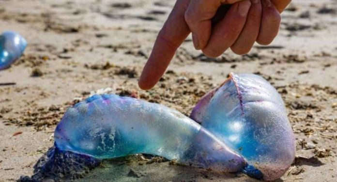 Contacto con la fragata portuguesa: cómo reconocer sus síntomas y cómo actuar ante una picadura 