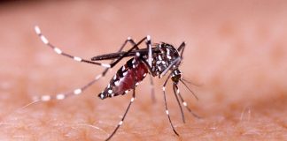 La detección del mosquito Aedes aegypti, transmisor del dengue, zika y fiebre amarilla, en el principal terminal aéreo del país reactivó los protocolos de vigilancia sanitaria. Qué es el dengue, cómo se transmite y por qué la prevención individual y colectiva es clave para evitar contagios