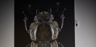 Descuentos en cirugías en los países vecinos, ¿vale la pena