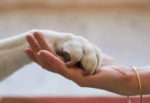 Emergencia por incendios refuerza la necesidad de proteger a las mascotas