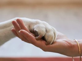 Emergencia por incendios refuerza la necesidad de proteger a las mascotas