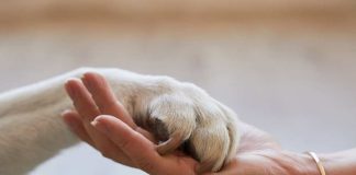 Emergencia por incendios refuerza la necesidad de proteger a las mascotas