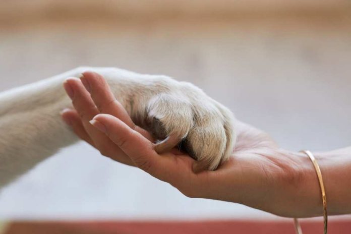 Emergencia por incendios refuerza la necesidad de proteger a las mascotas