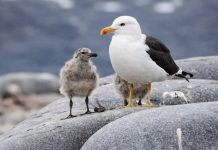 Las gaviotas cumplen un rol ecológico esencial en los ecosistemas costero Las gaviotas cumplen un rol ecológico esencial en los ecosistemas costero