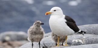 Las gaviotas cumplen un rol ecológico esencial en los ecosistemas costero