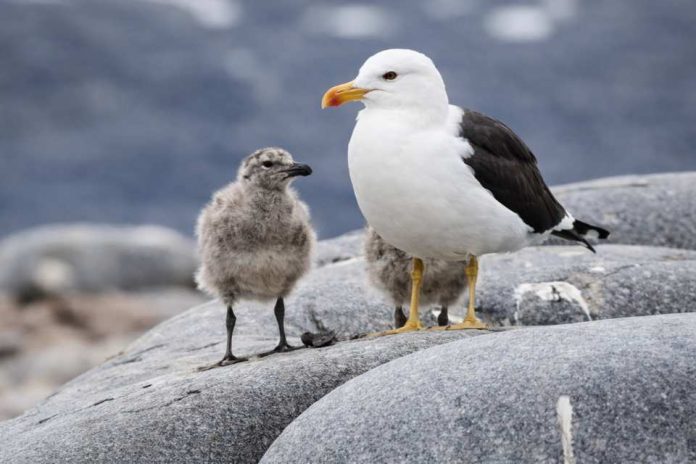 Las gaviotas cumplen un rol ecológico esencial en los ecosistemas costero