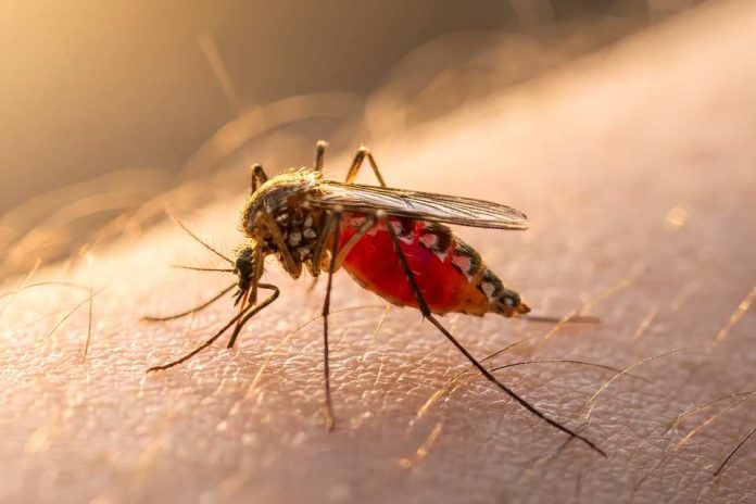 Minsal confirma alerta por dengue: hay alerta sanitaria de Arica a Los Ríos