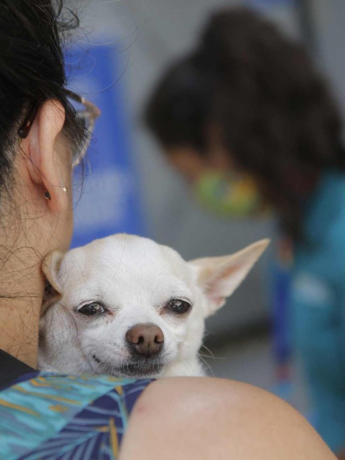 Operativos comunales de vacunación antirrábica se desplegarán en Puente Alto durante enero