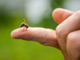 Picaduras de abejas y avispas en verano: Cómo reconocer si se trata de una reacción alérgica grave Picaduras de abejas y avispas en verano: Cómo reconocer si se trata de una reacción alérgica grave