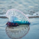 ¿Qué hacer en caso de entrar en contacto con una fragata portuguesa?