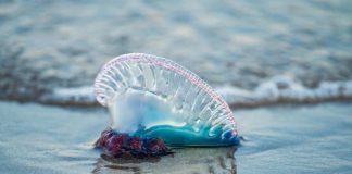 ¿Qué hacer en caso de entrar en contacto con una fragata portuguesa?