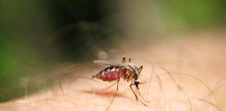 Alergias y picaduras: ¿Cuándo poner atención?