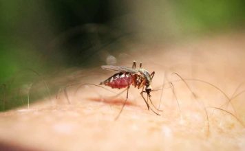 Alergias y picaduras: ¿Cuándo poner atención?