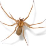 Araña de rincón en verano: Cómo identificarla y qué hacer ante una mordedura