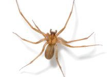 Araña de rincón en verano: Cómo identificarla y qué hacer ante una mordedura