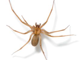 Araña de rincón en verano: Cómo identificarla y qué hacer ante una mordedura