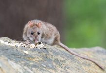 Prevención del hantavirus: cómo identificar los síntomas a tiempo y tomar medidas básicas de protección