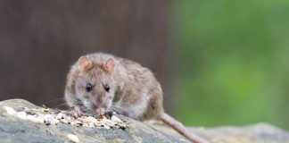 Prevención del hantavirus: cómo identificar los síntomas a tiempo y tomar medidas básicas de protección