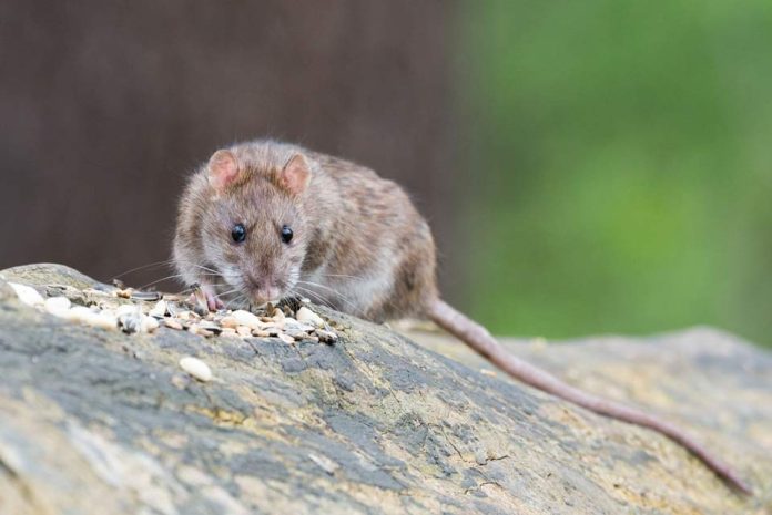 Prevención del hantavirus: cómo identificar los síntomas a tiempo y tomar medidas básicas de protección