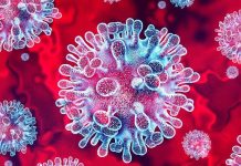 Virus Nipah en India Epidemióloga explica si existe un riesgo real para Chile