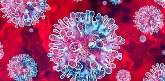 Virus Nipah en India Epidemióloga explica si existe un riesgo real para Chile