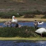 Colmevet plantea como desafío la interacción entre aves silvestres y domésticas