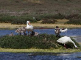 Colmevet plantea como desafío la interacción entre aves silvestres y domésticas